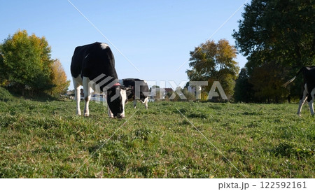 Cows Grazing Happily in a Beautiful and Sunny Pasture Enjoying the Clear Blue Sky Today 122592161