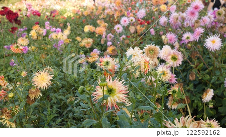 Experience the Vibrant and Beautiful Flower Garden in Blooming Glory and Colorful Splendor Experience the Vibrant and Beautiful Flower Garden in Blooming Glory and Colorful Splendor 122592162