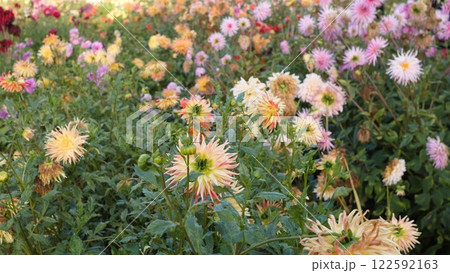A Beautiful and Vibrant Garden That is Filled with Colorful Flowers in Bloom and Growth A Beautiful and Vibrant Garden That is Filled with Colorful Flowers in Bloom and Growth 122592163