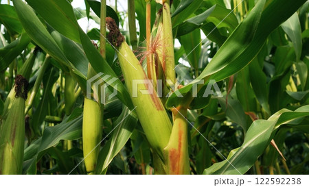A Beautiful and Vibrant Cornfield Full of Mature Corn Ears Actively Growing in Nature A Beautiful and Vibrant Cornfield Full of Mature Corn Ears Actively Growing in Nature 122592238