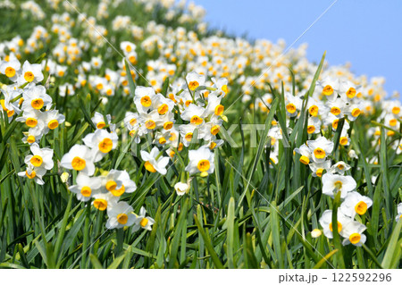 野母崎のスイセン、水仙 野母崎のスイセン、水仙 122592296