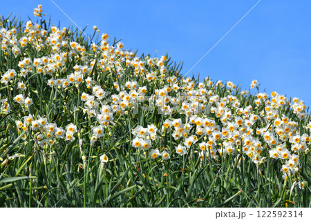 野母崎のスイセン、水仙 122592314