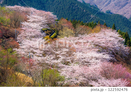 桜の名所100選・桜山公園(群馬県藤岡市) 122592476