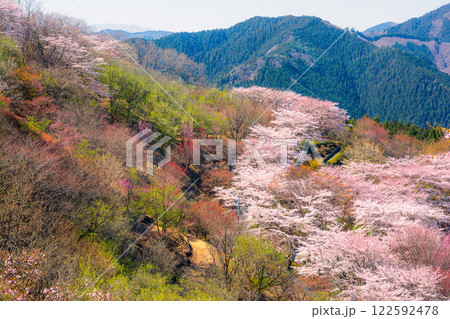 桜の名所100選・桜山公園(群馬県藤岡市) 桜の名所100選・桜山公園(群馬県藤岡市) 122592478