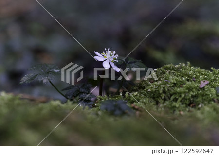 バイカオウレンの花 122592647