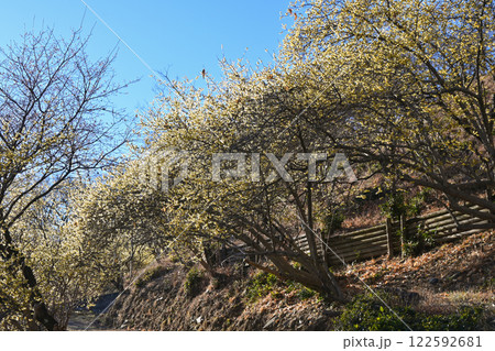 桜山公園・ロウバイ園 122592681