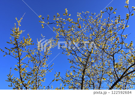 桜山公園・ロウバイ園 桜山公園・ロウバイ園 122592684