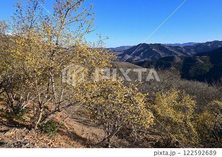 桜山公園・ロウバイ園 122592689