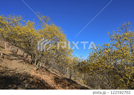 桜山公園・ロウバイ園 122592702
