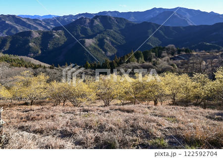 桜山公園・ロウバイ園 桜山公園・ロウバイ園 122592704