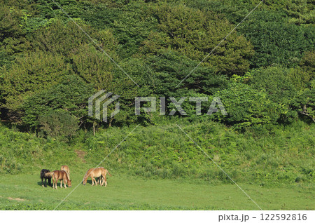 草をはむ寒立馬の仔馬たち 青森、尻屋崎 草をはむ寒立馬の仔馬たち 青森、尻屋崎 122592816