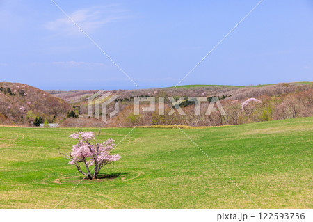 北海道室蘭市、崎守町の一本桜【4月】 122593736