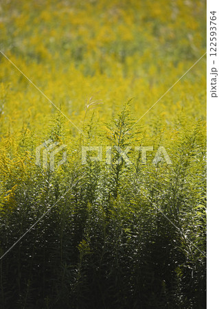 一面に生えているセイタカアワダチソウ 122593764