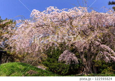 北海道室蘭市、南部藩モロラン陣屋跡のしだれ桜【4月】 122593824
