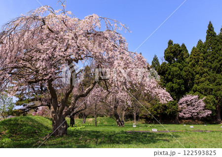 北海道室蘭市、南部藩モロラン陣屋跡のしだれ桜【4月】 北海道室蘭市、南部藩モロラン陣屋跡のしだれ桜【4月】 122593825