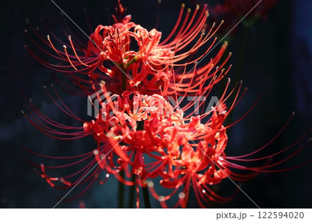 ガーデニング 庭の花、 ガーデニング 庭の花、 122594020
