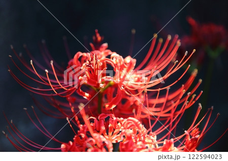 ガーデニング　庭の花、 122594023