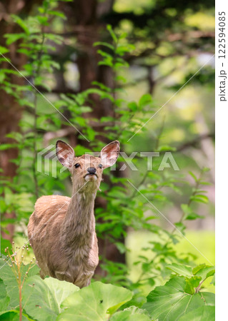 北海道夕張市、夏毛への換毛期のエゾシカ【5月】 北海道夕張市、夏毛への換毛期のエゾシカ【5月】 122594085