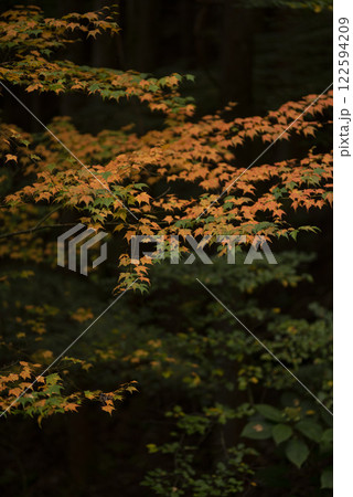 色づき始めた紅葉 122594209