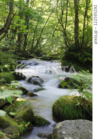 朝日の差し込む奥入瀬渓流 122595292