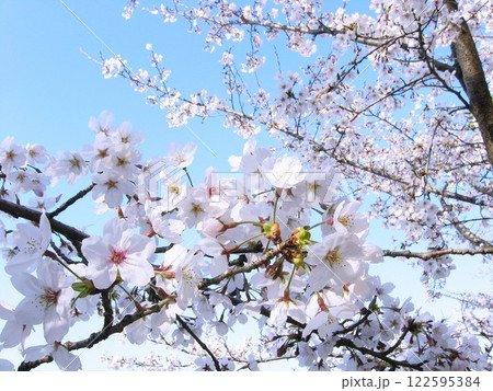 満開の桜と青空　日本の春 122595384