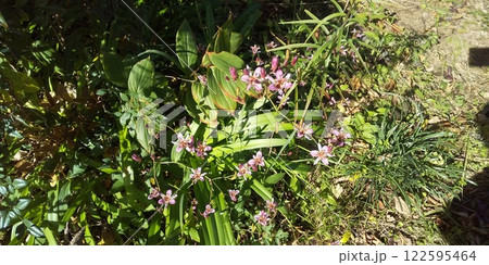 草花のホトトギスの桃色の花 草花のホトトギスの桃色の花 122595464