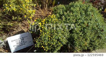 こじま花の会花畑の黄色い菊の花 こじま花の会花畑の黄色い菊の花 122595469