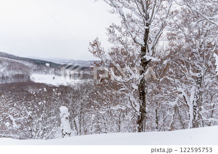 北限のブナ　黒松内　歌才ブナ林 122595753