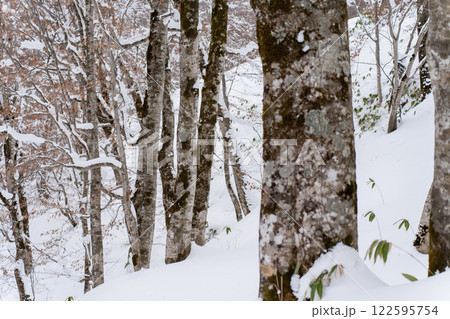 北限のブナ 黒松内 歌才ブナ林 北限のブナ 黒松内 歌才ブナ林 122595754