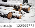 Snowy Log End Texture 122595772