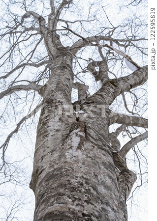 北限のブナ　黒松内　歌才ブナ林 122595819