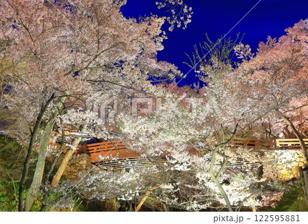 【長野県】高遠城址の桜雲橋と夜桜 122595881