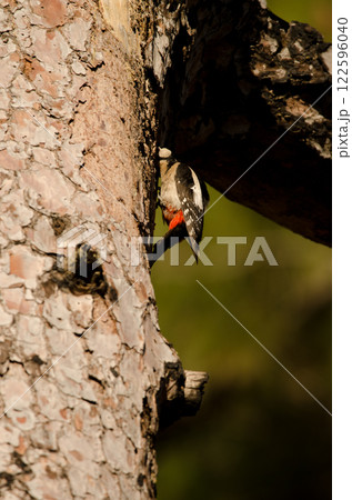Great spotted woodpecker. Great spotted woodpecker. 122596040