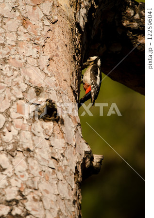 Great spotted woodpecker. Great spotted woodpecker. 122596041