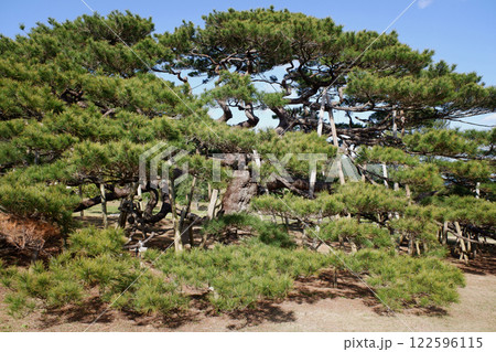 沖縄県 伊平屋島の念頭平松 沖縄県 伊平屋島の念頭平松 122596115