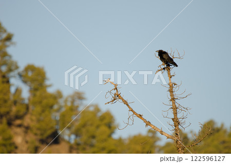 Common raven Corvus corax canariensis. 122596127