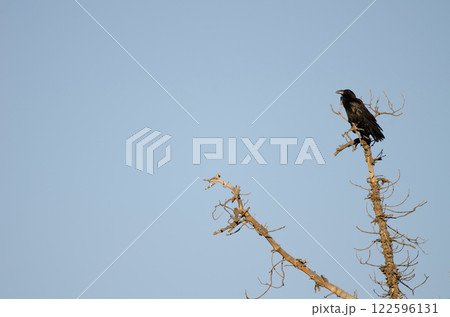 Common raven Corvus corax canariensis. 122596131