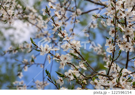 White plum blossom, beautiful white flowers of prunus tree in city garden, detailed macro close up plum branch. White plum flowers in bloom on branch, sweet smell with honey hints 122596154