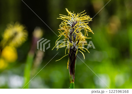 Sedge hairy blossoming in the nature in the spring.Carex pilosa. Cyperaceae Family Sedge hairy blossoming in the nature in the spring.Carex pilosa. Cyperaceae Family 122596168