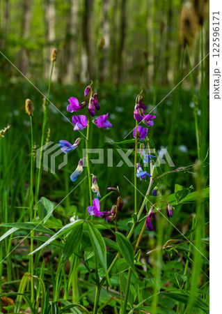 Lathyrus vernus in bloom, early spring vechling flower with blosoom and green leaves growing in forest, macro 122596171