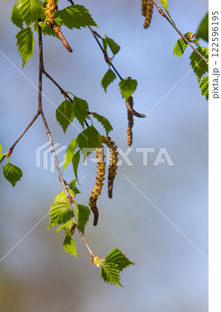 A birch branch with green leaves and earrings. Allergies due to spring blooms and pollen A birch branch with green leaves and earrings. Allergies due to spring blooms and pollen 122596195