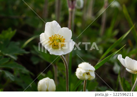 Anemonoides sylvestris Anemone sylvestris, known as snowdrop anemone or snowdrop windflower, is a perennial plant flowering in spring Anemonoides sylvestris Anemone sylvestris, known as snowdrop anemone or snowdrop windflower, is a perennial plant flowering in spring 122596211