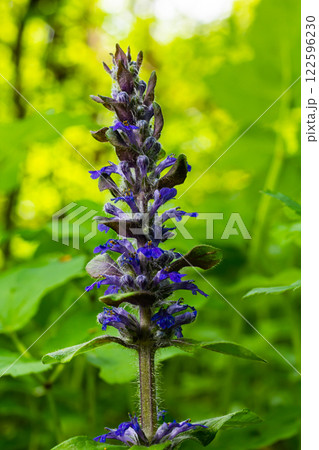A closeup shot of blue flowers of Ajuga reptans Atropurpurea in spring A closeup shot of blue flowers of Ajuga reptans Atropurpurea in spring 122596230