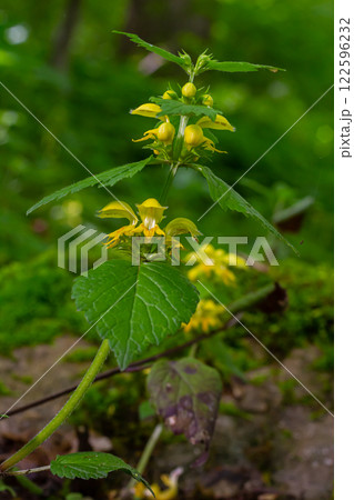 Yellow archangel plant Lamium galeobdolon with flowers and green leaves with white stripes, growing in a forest Yellow archangel plant Lamium galeobdolon with flowers and green leaves with white stripes, growing in a forest 122596232