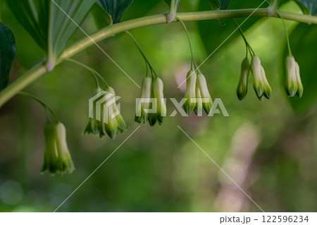 Polygonatum multiflorum flower in meadow, close up Polygonatum multiflorum flower in meadow, close up 122596234