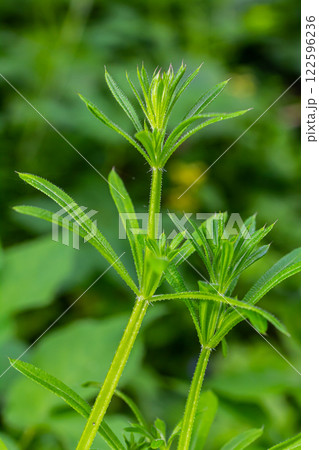 The Cleavers Galium aparine have been used in the traditional medicine for treatment of disorders of the diuretic, lymph systems and as a detoxifier The Cleavers Galium aparine have been used in the traditional medicine for treatment of disorders of the diuretic, lymph systems and as a detoxifier 122596236