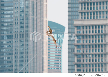 カモメ ｶﾓﾒ 海猫 122596257