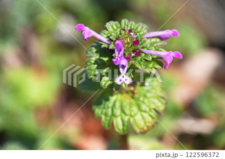 早春の野　ホトケノザ（仏の座） 122596372