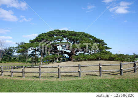 沖縄県　伊平屋島の念頭平松 122596820