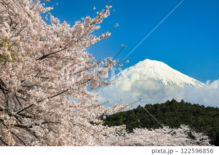 富士市岩本山公園の満開桜と富士山 122596856